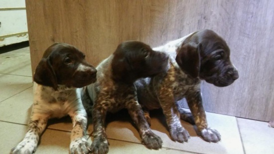 Wyżeł niemiecki krótkowłosy szczenięta